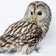 Portrait of a law-abiding, non-Winky variety of owl.